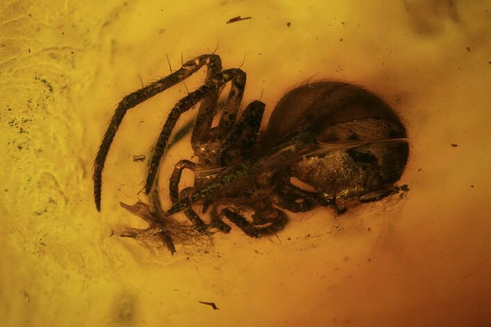 Fossil Spider (Araneae) In Baltic Amber #109477